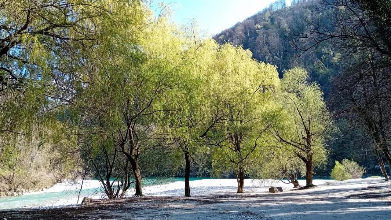 Vrbe ob prodnati strugi reke